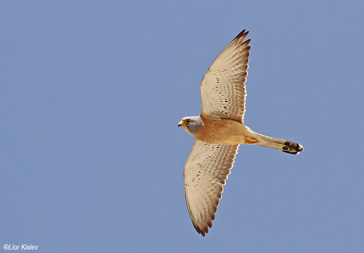 Lesser Kestrel Falco naumanni  Goral junction area,April 2014.Lior Kislev